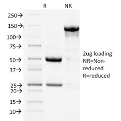 Cycloxygenase-2 (COX-2)(COX2/1941), CF488A conjugate, 0.1mg/mL