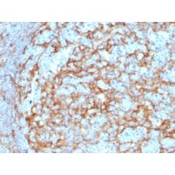Biotium BNC882385-500, CD14 (Monocyte / Macrophage Marker) (LPSR/2385), CF488A conjugate, 0.1mg/mL