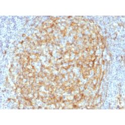 Biotium BNC882386-500, CD14 (Monocyte / Macrophage Marker) (LPSR/2386), CF488A conjugate, 0.1mg/mL