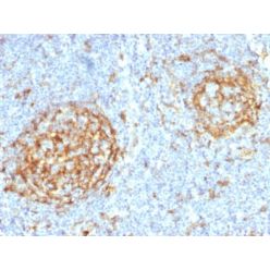Biotium BNC882397-500, CD14 (Monocyte / Macrophage Marker) (LPSR/2397), CF488A conjugate, 0.1mg/mL