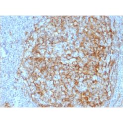 Biotium BNC882408-500, CD14 (Monocyte / Macrophage Marker) (LPSR/2408), CF488A conjugate, 0.1mg/mL