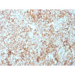 CD73 (Immuno-Oncology Target)(NT5E/2503), CF488A conjugate, 0.1mg/mL