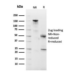 Biotium BNC882590-500, CD10 (Membrane Metalloendopeptidase)(MME/2590), CF488A conjugate, 0.1mg/mL