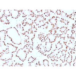 Cyclin D1 (G1-Cyclin & Mantle Cell Lymphoma Marker)(CCND1/2593), CF488A conjugate, 0.1mg/mL