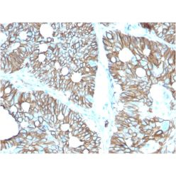 Biotium BNC882616-500, Cadherin 17 / LI Cadherin (Liver-Intestine Marker)(CDH17/2616), CF488A conjugate, 0.1mg/mL