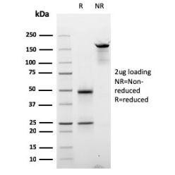 Cyclin D2(CCND2/2620), CF488A conjugate, 0.1mg/mL