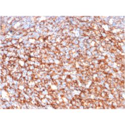 CD73 (Immuno-Oncology Target)(NT5E/2646), CF488A conjugate, 0.1mg/mL