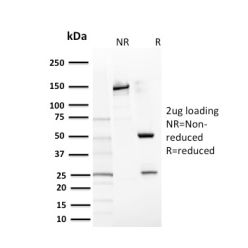 Biotium BNC882669-500, CD117 / c-Kit (Marker for Gastrointestinal Stromal Tumors)(KIT/2669), CF488A conjugate, 0.1mg/mL