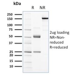 Biotium BNC882672-500, CD117 / c-Kit (Marker for Gastrointestinal Stromal Tumors)(KIT/2672), CF488A conjugate, 0.1mg/mL