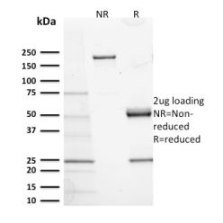 Biotium BNC882673-500, CD117 / c-Kit (Marker for Gastrointestinal Stromal Tumors)(KIT/2673), CF488A conjugate, 0.1mg/mL