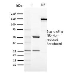 Biotium BNC882674-500, CD117 / c-Kit (Marker for Gastrointestinal Stromal Tumors)(KIT/2674), CF488A conjugate, 0.1mg/mL