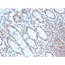 Biotium BNC882690-500, BMI1 (Oncogene and Stem Cell Marker)(BMI1/2690), CF488A conjugate, 0.1mg/mL