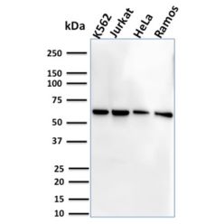 Biotium BNC882751-500, CD127 / IL7R (Marker of T-Reg Cells)(IL7R/2751), CF488A conjugate, 0.1mg/mL