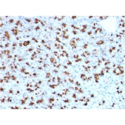 Biotium BNC882760-500, BARX1 (Prognostic Biomarker in Hepatocellular Carcinoma)(BARX1/2760), CF488A conjugate, 0.1mg/mL