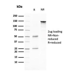 CD80 (B7-1)(C80/2776), CF488A conjugate, 0.1mg/mL