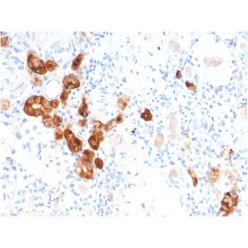 Biotium BNC882782-500, Calbindin 1 (CALB1)(CALB1/2782), CF488A conjugate, 0.1mg/mL
