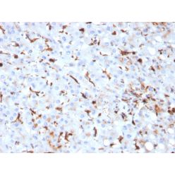 Biotium BNC882793-500, Cathepsin K (Marker of Tumor Invasiveness)(CTSK/2793), CF488A conjugate, 0.1mg/mL
