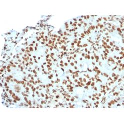 Biotium BNC882823-500, BMI1 (Oncogene and Stem Cell Marker)(BMI1/2823), CF488A conjugate, 0.1mg/mL