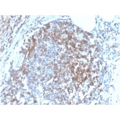 CD6 (Negative Marker of T-regulatory Cells) (C6/2884R), CF488A conjugate, 0.1mg/mL