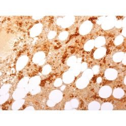 CD71 / Transferrin Receptor (TFRC) (Extracellular Domain)(TFRC/2898R), CF488A conjugate, 0.1mg/mL