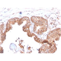 CD47 / IAP (Integrin Associated Protein)(CD47/2937), CF488A conjugate, 0.1mg/mL