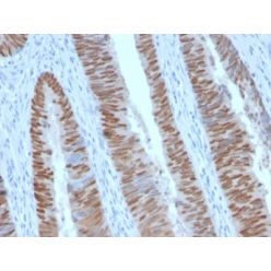 CDX2 (GI Epithelial Marker) (CDX2/2951R), CF488A conjugate, 0.1mg/mL