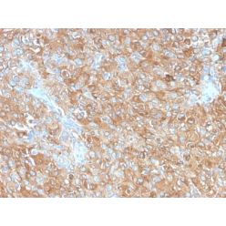 CD63 (Late Endosomes Marker) (LAMP3/2990R), CF488A conjugate, 0.1mg/mL