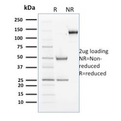 Cyclin B2(X29.2), CF488A conjugate, 0.1mg/mL