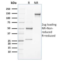 CLEC9A / DNGR1 (Dendritic Cell Marker)(8F9), CF488A conjugate, 0.1mg/mL