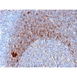 CD79b (B-Cell Marker)(B29/123), CF488A conjugate, 0.1mg/mL
