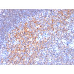 Biotium BNC883116-500, CD19 (B-Lymphocyte Marker)(CD19/3116), CF488A conjugate, 0.1mg/mL