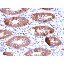 Biotium BNC883121-500, Aurora B (Proliferation Marker)(AURKB/3121R), CF488A conjugate, 0.1mg/mL