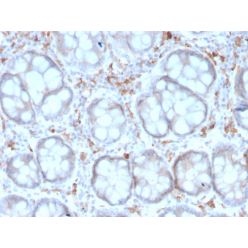 Biotium BNC883190-500, CD209 / DC-SIGN (Pathogen Receptor on Dendritic Cells)(rC209/1781), CF488A conjugate, 0.1mg/mL