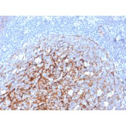 Biotium BNC883247-500, CD21 (Mature B-Cell & Follicular Dendritic Cell Marker)(CR2/3247), CF488A conjugate, 0.1mg/mL