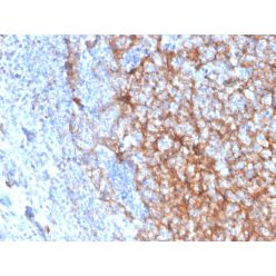 Biotium BNC883337-500, CD11b / MAC-1 (Microglial Marker)(ITGAM/3337), CF488A conjugate, 0.1mg/mL