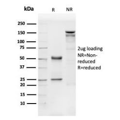 Biotium BNC883540-500, CD31 / PECAM-1 (Endothelial Cell Marker)(PECAM1/3540), CF488A conjugate, 0.1mg/mL