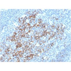 Biotium BNC883592-500, CD23 (Fc Epsilon RII)(FCER2/3592), CF488A conjugate, 0.1mg/mL