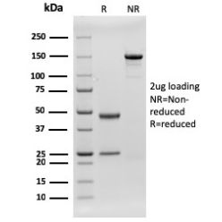 CD79b (B-Cell Marker)(rIGB/1842), CF488A conjugate, 0.1mg/mL
