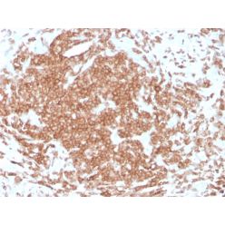 Biotium BNC883631-500, CD3e (T-Cell Marker)(rC3e/1308), CF488A conjugate, 0.1mg/mL