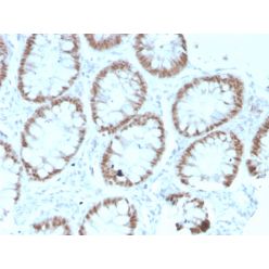 CDX2 / Caudal Type Homeobox 2 (GI Epithelial Marker)(rCDX2/1690), CF488A conjugate, 0.1mg/mL