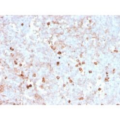 Biotium BNC883788-500, CD14 (Monocyte / Macrophage Marker)(rLPSR/2408), CF488A conjugate, 0.1mg/mL
