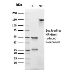 Biotium BNC883790-500, CD3e (T-Cell Marker)(rC3e/2479), CF488A conjugate, 0.1mg/mL