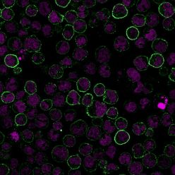 CD19(CVID3/155), CF594 conjugate, 0.1mg/mL