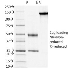 Biotium BNC940268-500, CD3e (T-Cell Marker)(OKT3),  CF594 conjugate, 0.1mg/mL