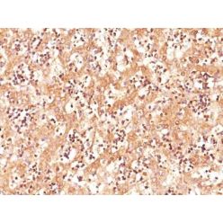 AFP (Alpha Fetoprotein)(C3), CF594 conjugate, 0.1mg/mL