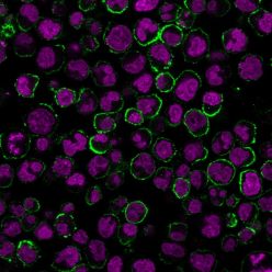 CD19(CVID3/429), CF594 conjugate, 0.1mg/mL