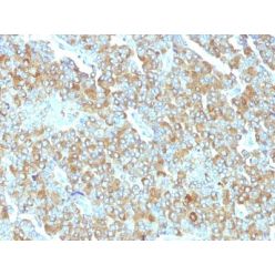 Chromogranin A(PHE5), CF594 conjugate, 0.1mg/mL