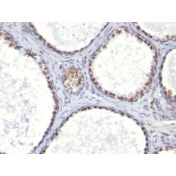 Androgen Receptor(AR441), CF594 conjugate, 0.1mg/mL
