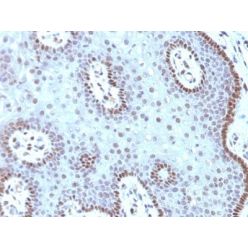 c-Myc(MYC909), CF594 conjugate, 0.1mg/mL