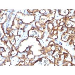 CD34(HPCA1/1171), CF594 conjugate, 0.1mg/mL